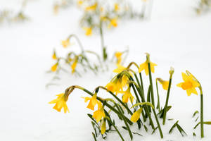 黃色水仙花穿過地上的雪盛開 — 雪 壁紙