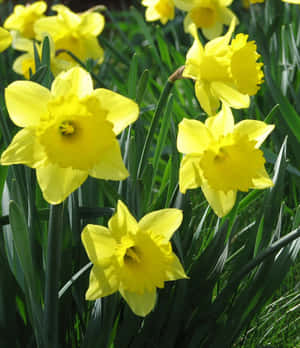明亮的黃色水仙花，綠色莖幹，生長在草地上。 — 小米 Mix Flip 2 壁紙