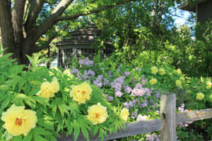 黃色牡丹和紫色丁香花在木柵欄上綻放，背景有涼亭。 — 花園 壁紙