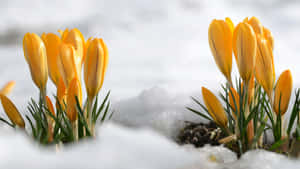 早春時節，黃色番紅花從融雪中冒出。 — 花朵 壁紙