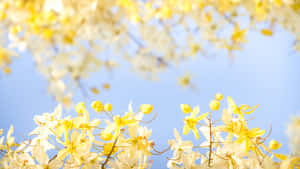 春天裡，黃色花朵在晴朗的藍天下盛開。 — 花朵 壁紙