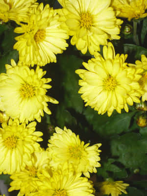 花園中一簇帶綠葉的亮黃色菊花。 — 菊花 壁紙