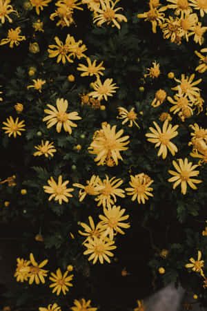 黃色雛菊與綠葉的花園特寫鏡頭。 — 花園 壁紙
