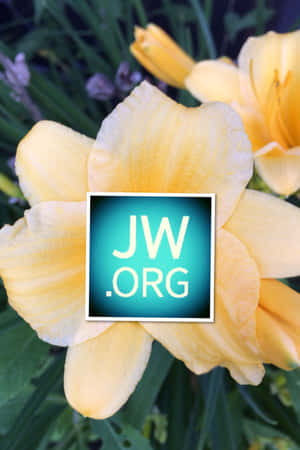 黃色萱草花瓣上疊加JW.ORG標誌。 — 花朵 壁紙