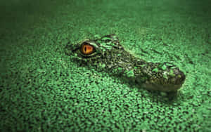 鱷魚的眼睛在平靜的水面上從綠色浮水植物間窺視。 — 野生動物 壁紙
