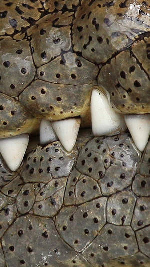 鱷魚牙齒和帶有深色斑點的鱗狀皮膚特寫。 — 非洲動物 壁紙