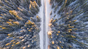 積雪道路蜿蜒穿過冬季森林，金色陽光灑在結霜的樹木上。 — 冬季風景 壁紙