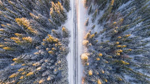 一條積雪的道路蜿蜒穿過霜雪覆蓋的常青樹林，沐浴在金色光芒中。 — 冬季風景 壁紙