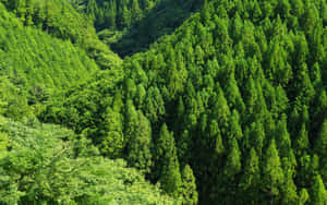 起伏的山脈被茂密的綠色針葉林覆蓋，在明亮的陽光下。 — 2880x1800 壁紙