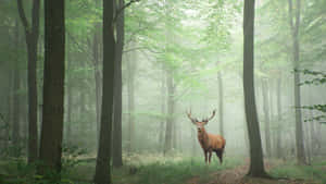 鹿背景 — 鹿 GIF 壁紙