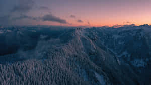 被松樹覆蓋的積雪山脈，黃昏時分粉紫色天空。 — 紅木森林 壁紙