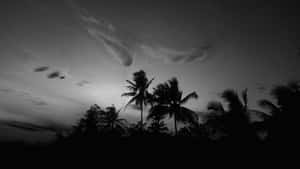 棕櫚樹剪影映襯著多雲的黃昏天空，黑白風格。 — 黑夜 壁紙
