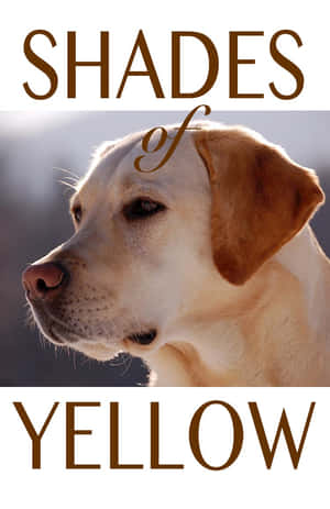 柔和陽光中的黃色拉布拉多尋回犬，上下有「Shades of Yellow」文字。 — 吉娃娃 壁紙