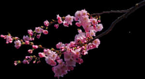 黑底櫻花枝PNG，透明背景PNG