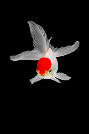 金魚圖片 — 金魚 壁紙