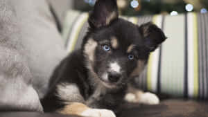 德國狼犬背景 — 德國狼犬 壁紙