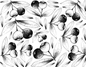 黑白植物插圖圖案，描繪番石榴果實和葉子。 — 高清 壁紙