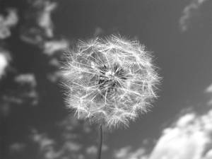 蒲公英種子頭準備隨風飄散，背景為多雲天空。 — 花 壁紙
