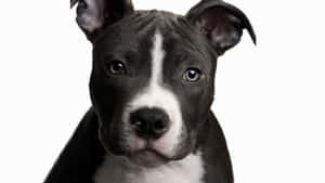 黑白幼犬特寫，藍色眼睛看著鏡頭。 — 比特犬 壁紙