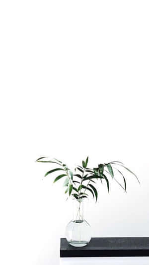 簡約白色背景 — 植物美學 壁紙