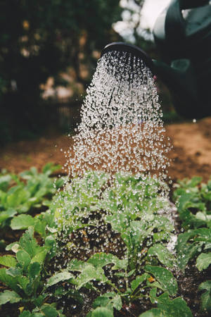 水從灑水壺澆到花園的綠色植物上。 — 小米平板 8 Pro 壁紙