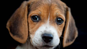 比格犬幼犬的大特寫肖像，擁有黑色大眼睛和垂耳。 — 可愛小狗 壁紙
