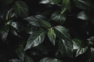 在陰影環境中可見葉脈的光澤深綠色葉子 — 植物美學 壁紙
