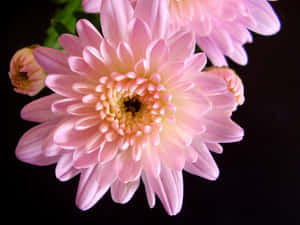黑色背景上，花瓣層疊、黃色中心的粉紅色菊花。 — 菊花 壁紙