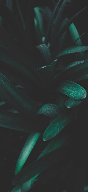 低光下帶有水滴的深綠色多肉植物葉片。 — 自然 iPhone 壁紙