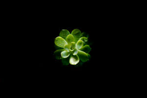 最佳OLED背景 — 植物美學 壁紙
